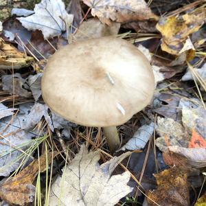 Fawn Mushroom