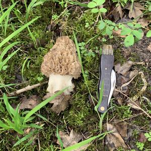 Yellow Morel