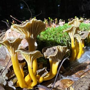 Trumpet Chanterelle