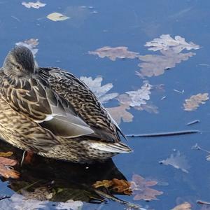 Mallard