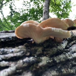 Oyster Mushroom