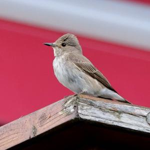 Spotted Flycatcher