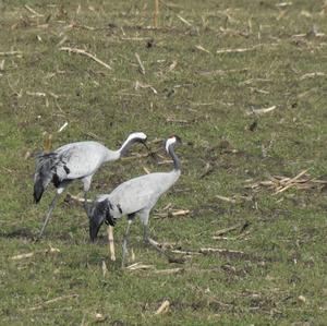 Common Crane