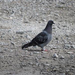 Rock Pigeon