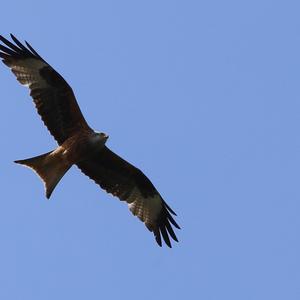 Red Kite