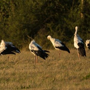 White Stork