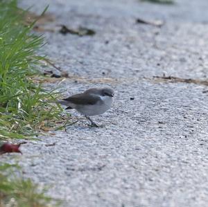 Lesser Whitethroat