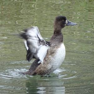 Greater Scaup