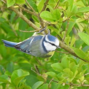 Blue Tit