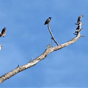 Common Starling