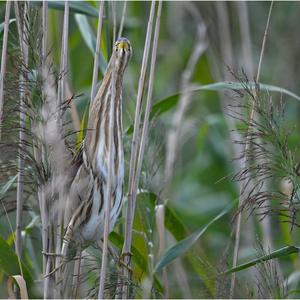 Little Bittern