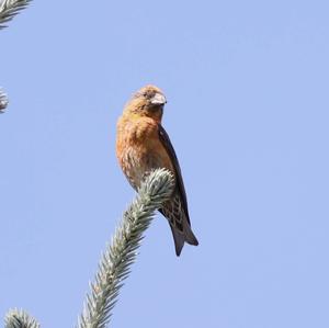 Red Crossbill