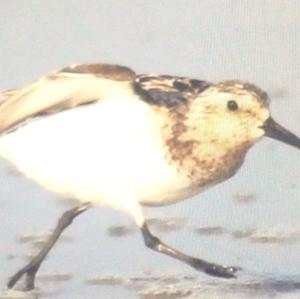 Little Stint