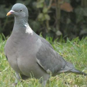 Common Wood-pigeon