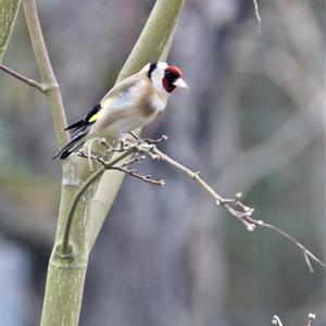 European Goldfinch