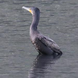 Great Cormorant