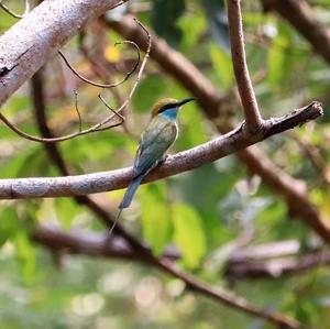 Little Green Bee-eater