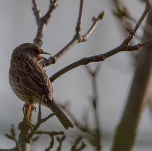 Hedge Accentor