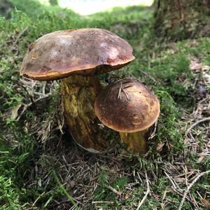 Dotted-stem Bolete