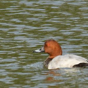 Common Pochard