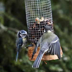 Great Tit