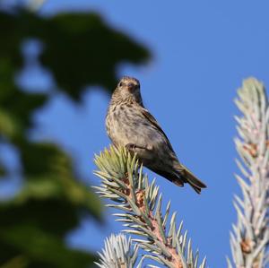 Eurasian Siskin