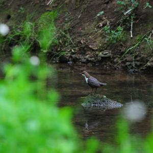 White-throated Dipper