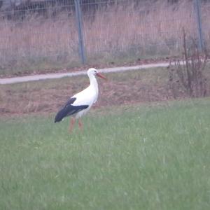 White Stork