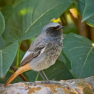 Black Redstart