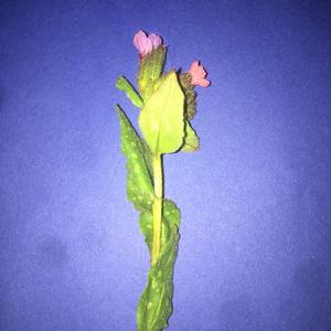 Lungwort