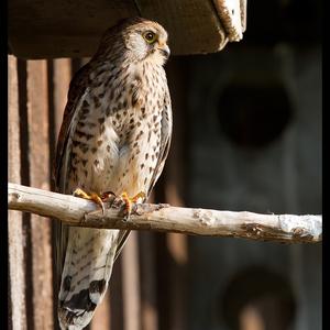 Common Kestrel