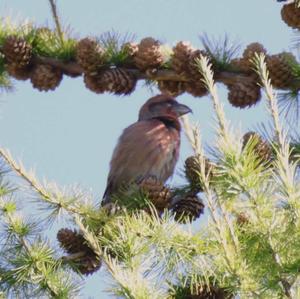 Red Crossbill