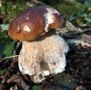 King Bolete