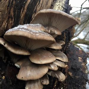 Oyster Mushroom