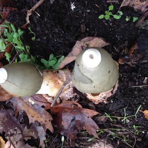 Agaricus impudicus