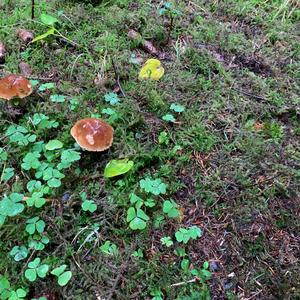 King Bolete