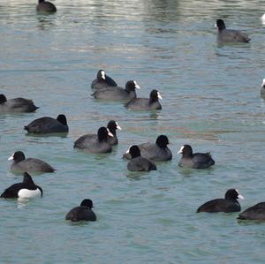 Common Coot