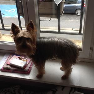 Yorkshire Terrier