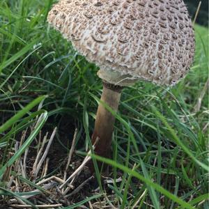 Shaggy Parasol