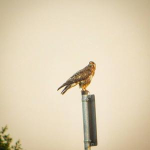 Common Buzzard