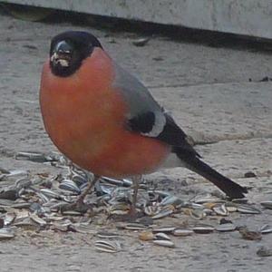 Eurasian Bullfinch