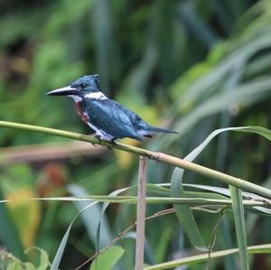 Amazon Kingfisher