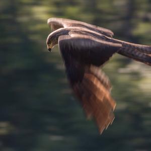 Black Kite