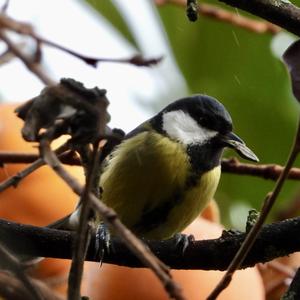 Great Tit