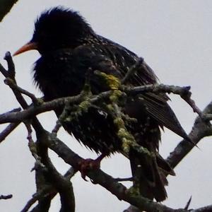 Common Starling