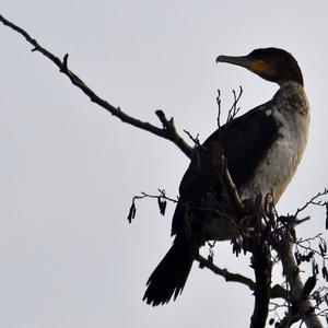 Great Cormorant