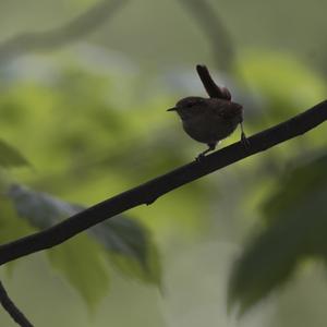 Winter Wren