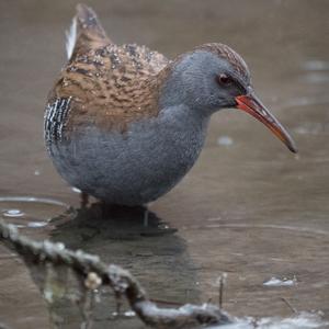 Water Rail