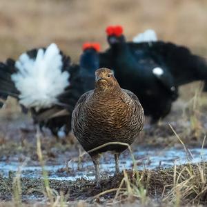 Black Grouse