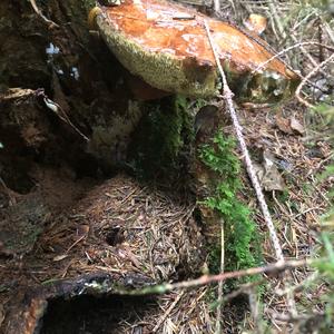 Bay Bolete